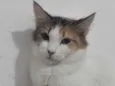 SUSI