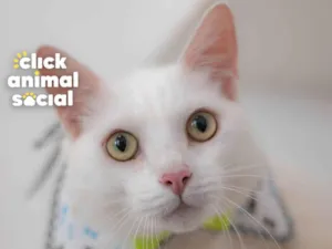 Gato raça SRD-ViraLata idade 6 ou mais anos nome NAPOLEÃO
