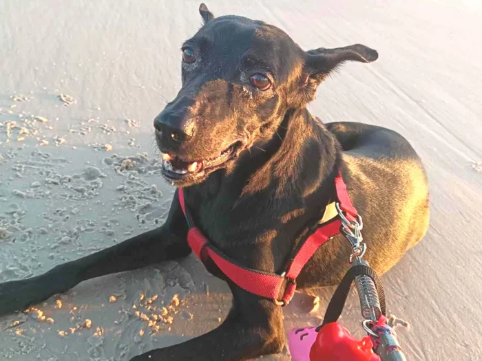 Cachorro ra a Sem raça definida  idade 6 ou mais anos nome Belinha 