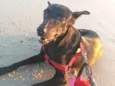 Belinha