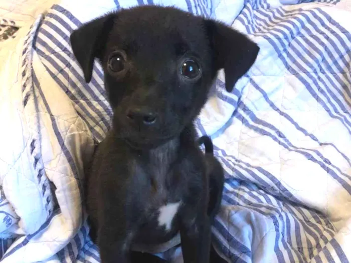 Cachorro ra a SRD-ViraLata idade 2 a 6 meses nome Pretinha