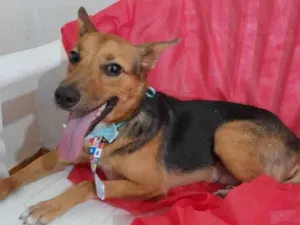 Cachorro raça SRD-ViraLata idade 1 ano nome Fox