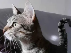 Gato raça SRD-ViraLata idade 1 ano nome SHEILA