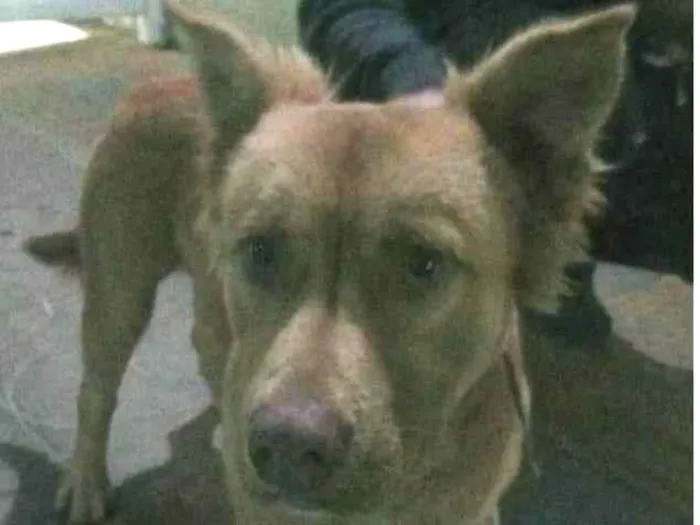 Cachorro ra a SRD-ViraLata idade  nome Sem nome