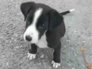 Cachorro raça SRD-ViraLata idade 2 a 6 meses nome Juju