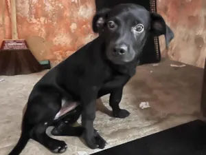 Cachorro raça SRD-ViraLata idade 2 a 6 meses nome Pandora