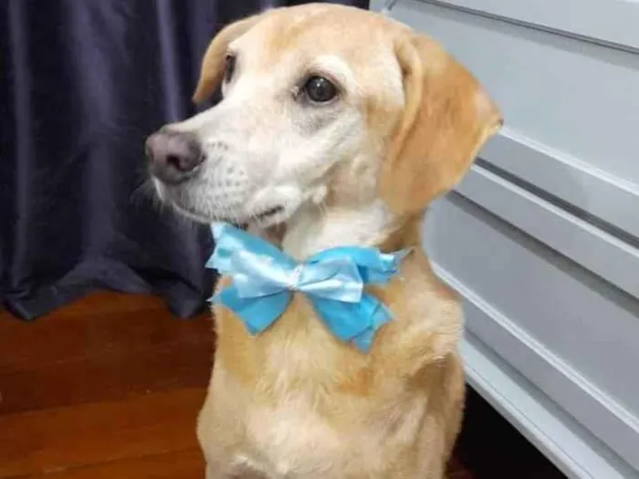 Cachorro ra a SRD-ViraLata idade 5 anos nome Kindin