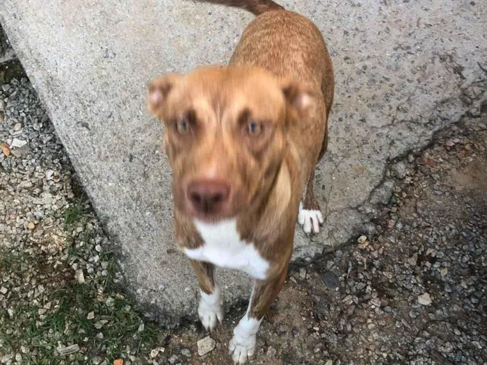 Cachorro ra a Pitbul idade 7 a 11 meses nome Não tem 