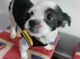 Bob