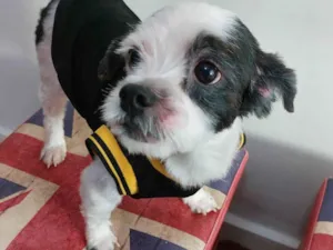 Cachorro raça Lhasa Apso idade 6 ou mais anos nome Bob