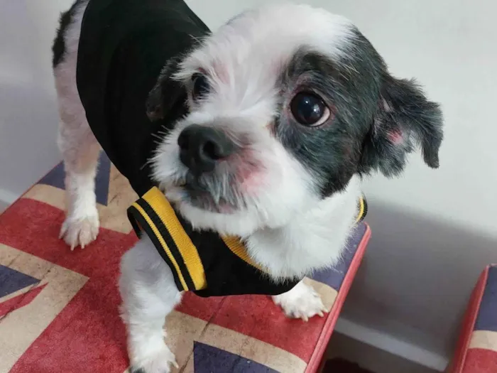 Cachorro ra a Lhasa Apso idade 6 ou mais anos nome Bob