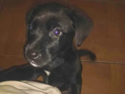 Cachorro raça SRD-ViraLata idade 2 a 6 meses nome Sem nome