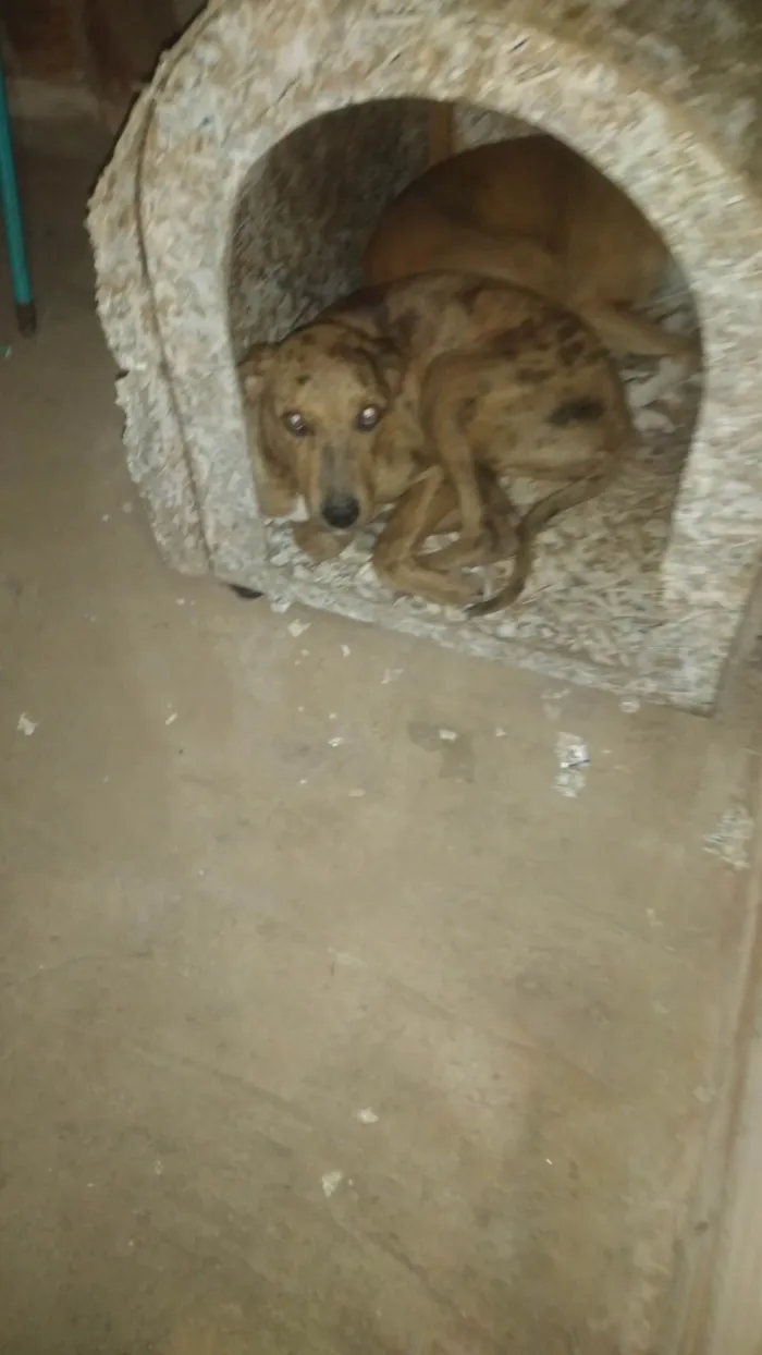 Cachorro ra a Não sei idade 7 a 11 meses nome Mel