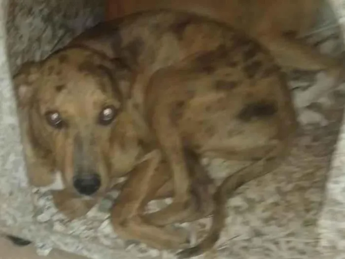 Cachorro ra a Não sei idade 7 a 11 meses nome Mel