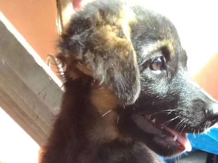 Cachorro ra a Não defenida idade 2 a 6 meses nome Pretinha