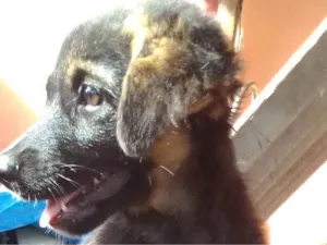 Cachorro raça Não defenida idade 2 a 6 meses nome Pretinha