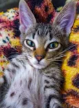 Gato fiv felv negativos 
