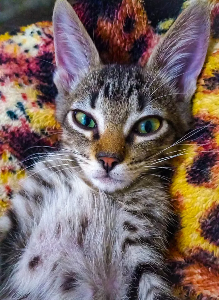 Gato ra a SRD-ViraLata idade 2 a 6 meses nome Gato fiv felv negativos 