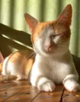 O sol