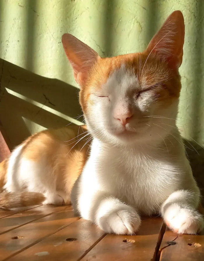 Gato ra a SRD-ViraLata idade 1 ano nome O sol