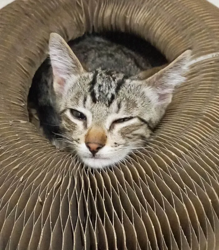 Gato ra a SRD-ViraLata idade 2 a 6 meses nome Netuno Fiv felv negativos 