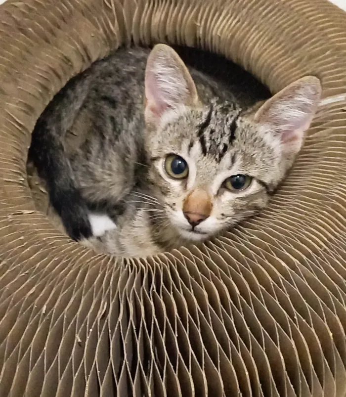 Gato ra a SRD-ViraLata idade 2 a 6 meses nome Netuno Fiv felv negativos 