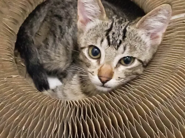 Gato ra a SRD-ViraLata idade 2 a 6 meses nome Netuno Fiv felv negativos 