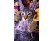 Gato fiv felv negativos 