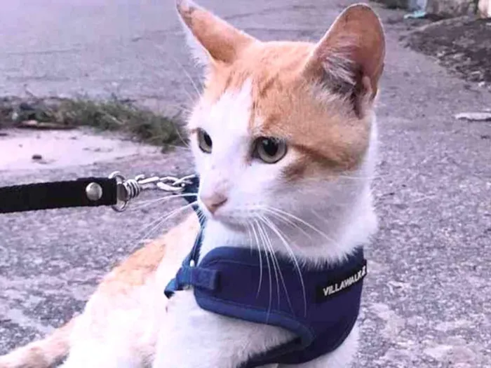 Gato ra a SRD-ViraLata idade 1 ano nome O sol