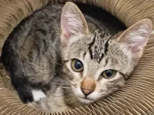 Gato raça SRD-ViraLata idade 2 a 6 meses nome Netuno Fiv felv negativos 