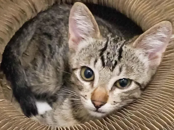 Gato ra a SRD-ViraLata idade 2 a 6 meses nome Netuno Fiv felv negativos 