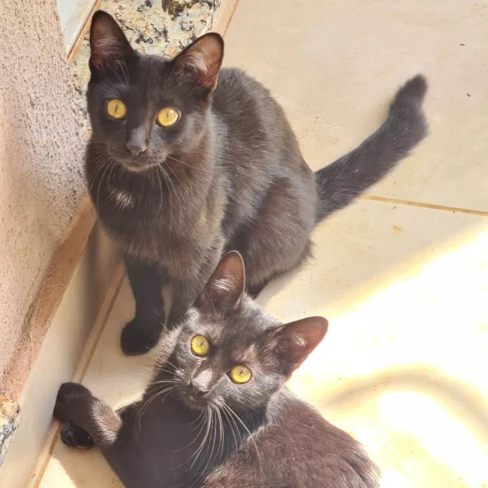 Gato ra a Vira lata  idade 7 a 11 meses nome Perua, sinty e kic