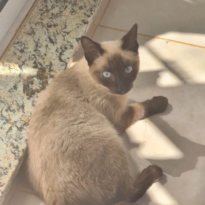 Gato ra a Vira lata  idade 7 a 11 meses nome Perua, sinty e kic