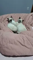Charlotte e Aurora