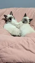 Charlotte e Aurora