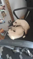 Charlotte e Aurora