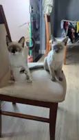 Charlotte e Aurora
