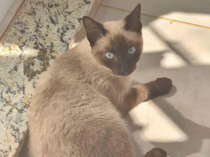 Gato ra a Vira lata  idade 7 a 11 meses nome Perua, sinty e kic