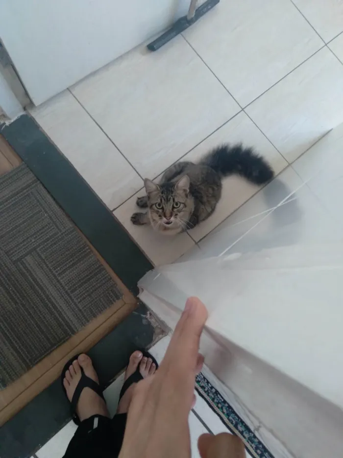 Gato ra a Felino idade 3 anos nome Eduardo