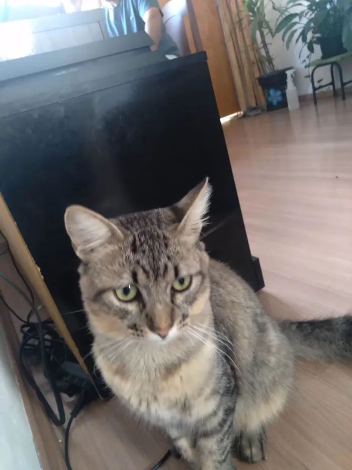 Gato ra a Felino idade 3 anos nome Eduardo