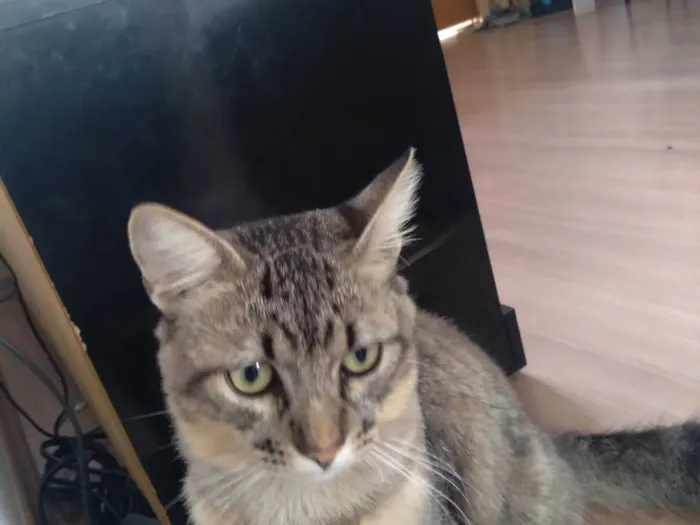 Gato ra a Felino idade 3 anos nome Eduardo