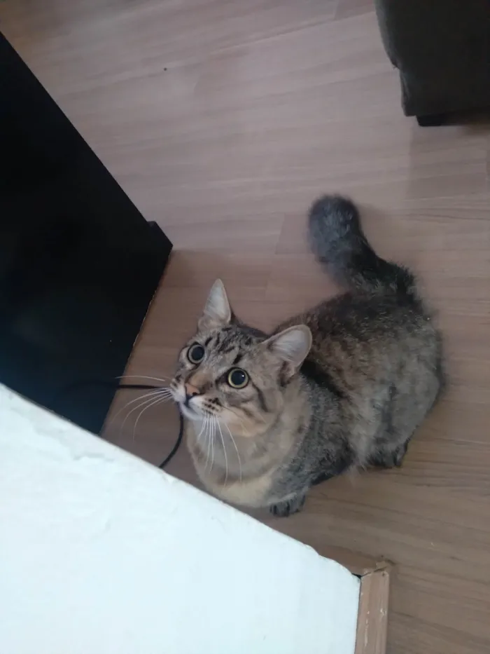 Gato ra a Felino idade 3 anos nome Eduardo