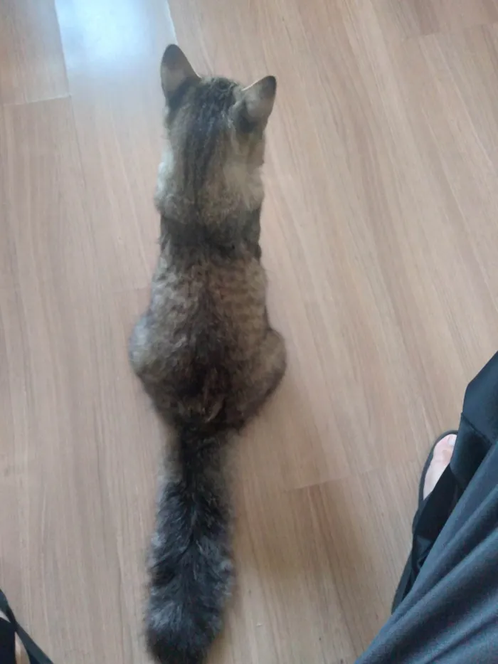 Gato ra a Felino idade 3 anos nome Eduardo