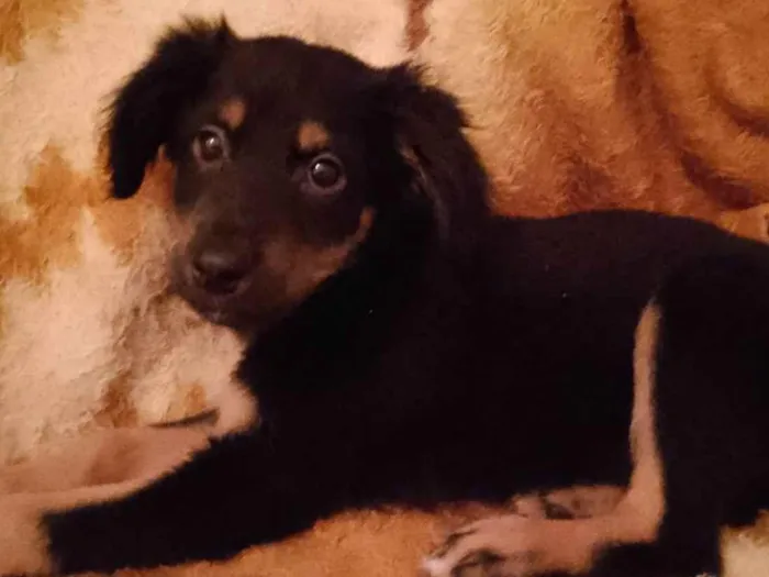 Cachorro raça Srd idade 2 a 6 meses nome Tutty