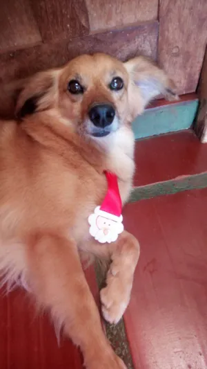 Cachorro raça viralata  idade 6 ou mais anos nome Rex