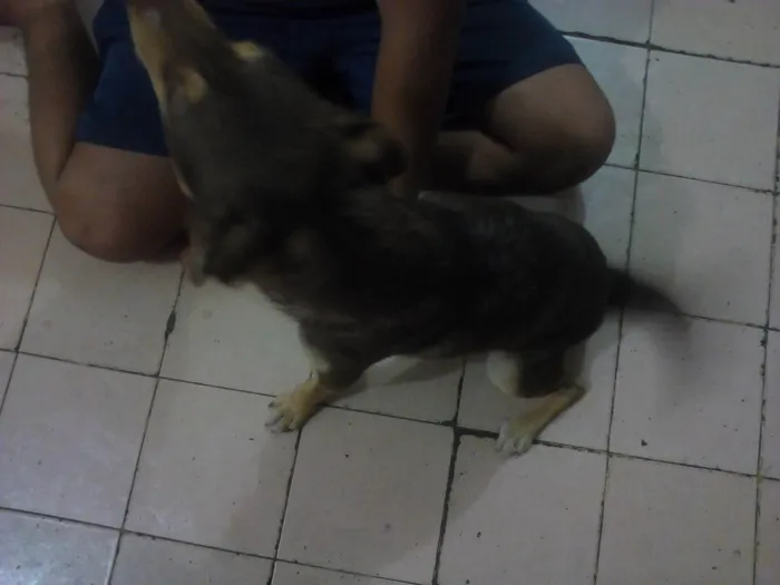 Cachorro ra a SRD-ViraLata idade 4 anos nome Cigana