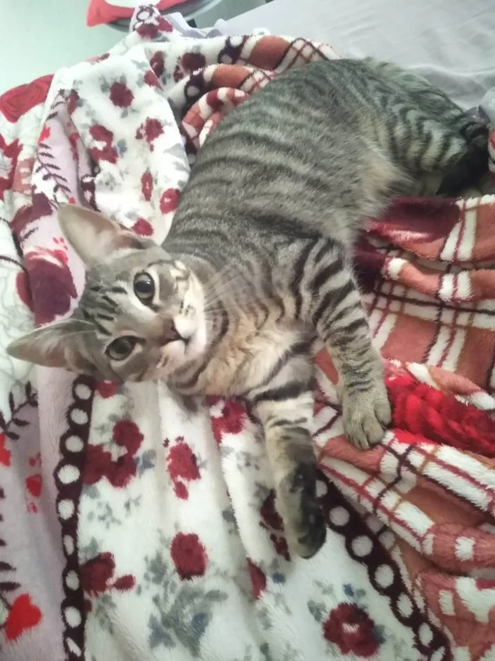 Gato ra a SRD idade 7 a 11 meses nome KEVIN