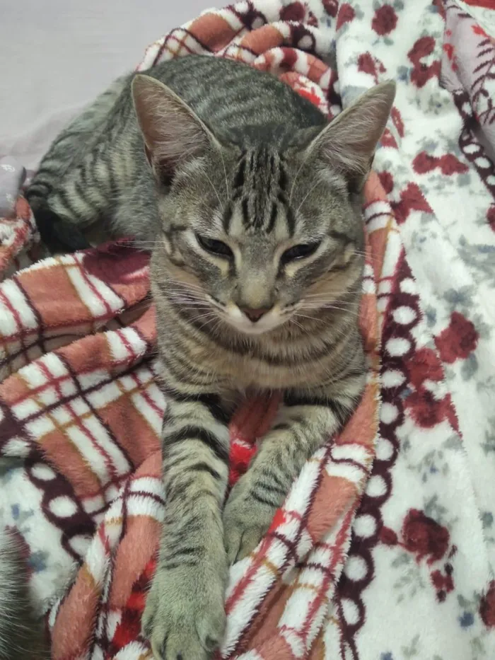 Gato ra a SRD idade 7 a 11 meses nome KEVIN