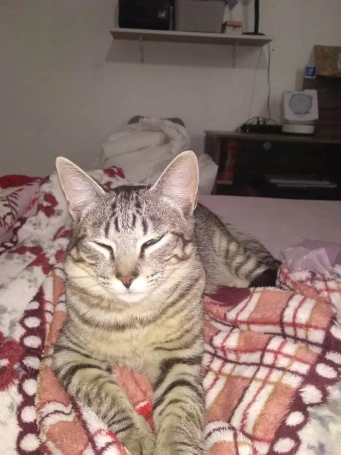 Gato ra a SRD idade 7 a 11 meses nome KEVIN