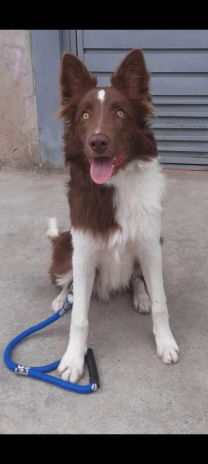 Cachorro ra a Boder Colie  idade 2 anos nome Sinistro